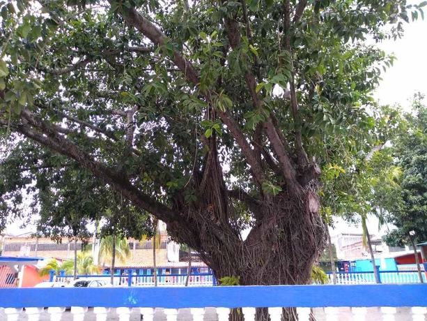 Imagen de los exteriores del Hotel Zona Tropical. Foto 14