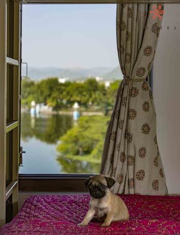 Imagen de la habitación del Hotel Zostel Udaipur. Foto 15