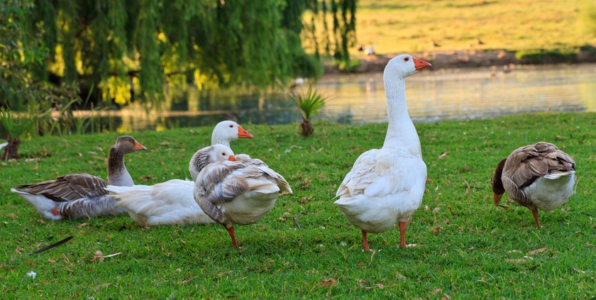 Imagen de los exteriores del Hotel Zulu Nyala Country Manor. Foto 9