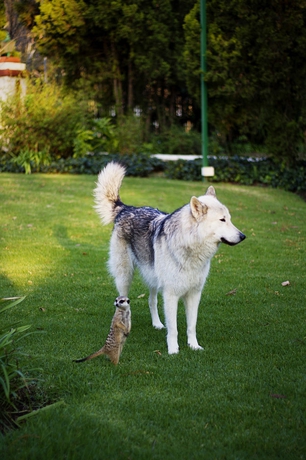 Imagen de los exteriores del Hotel Zulu Nyala Country Manor. Foto 10