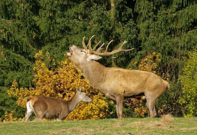 Imagen general del Hotel Zum Schneekopf. Foto 3