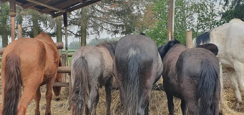 Imagen general del Hotel agroturystyka Kurnik Polski. Foto 9
