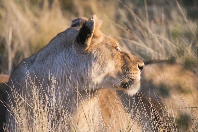 Imagen general del Hotel aha Thakadu River Camp. Foto 5
