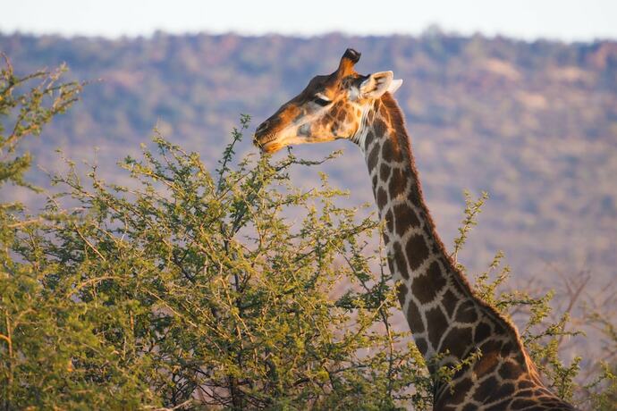 Imagen general del Hotel aha Thakadu River Camp. Foto 8