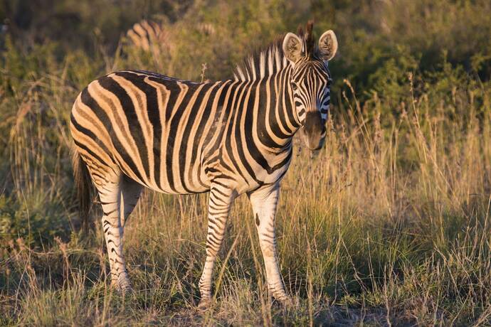Imagen general del Hotel aha Thakadu River Camp. Foto 13