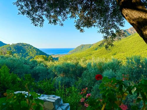 Imagen general del Hotel Şahin Tepesi / Falcon Crest. Foto 4