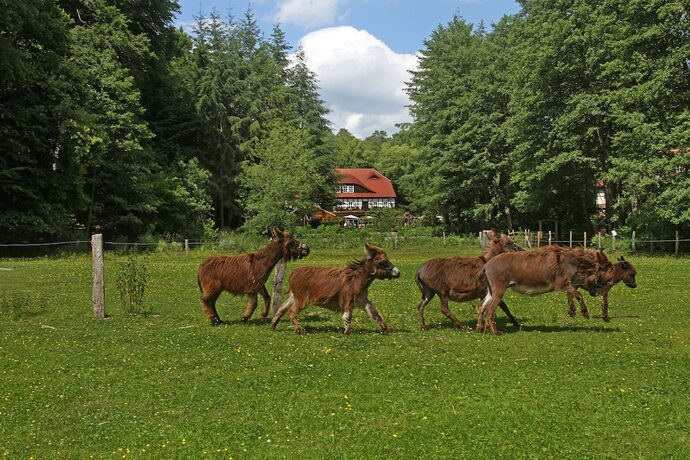 Imagen general del Hotel and Restaurant Boltenm&uuml;hle. Foto 12