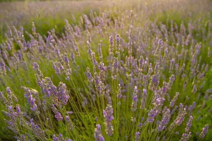 Imagen general del Hotel apartmani lavanda. Foto 9