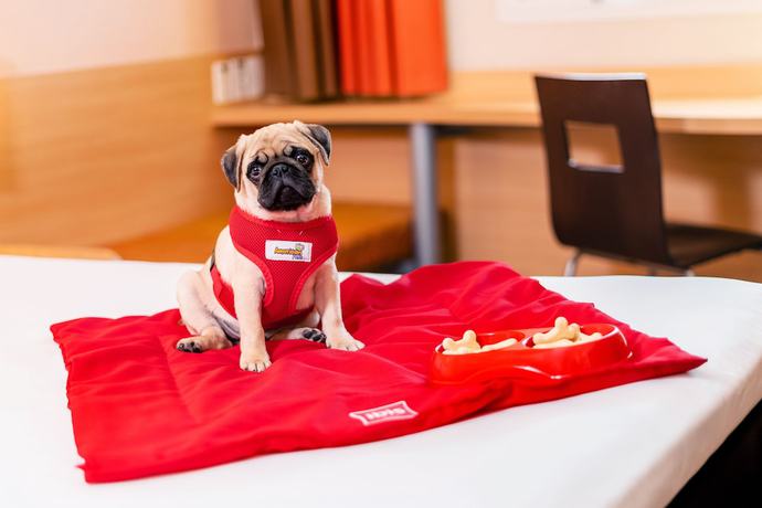 Imagen de la habitación del Hotel ibis Sao Paulo Interlagos. Foto 5