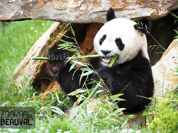 Imagen general del Hotel ibis budget Amboise. Foto 4