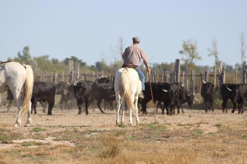 Imagen general del Hotel ibis budget Lunel Porte de Camargue. Foto 8