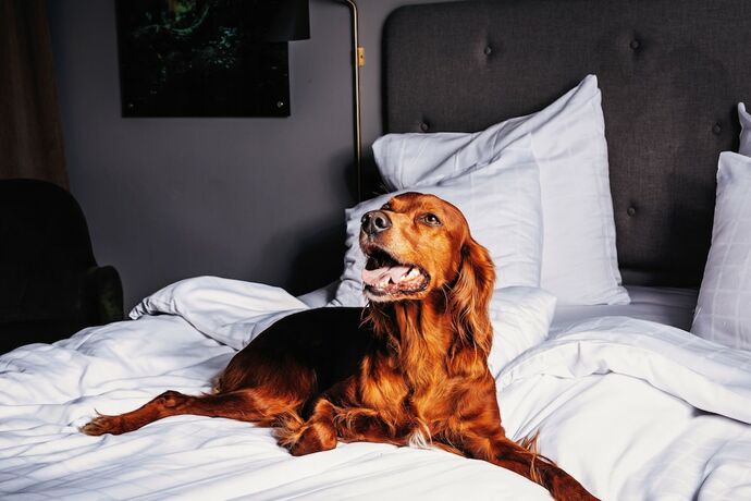 Imagen de la habitación del Hotel l Södra Berget. Foto 20