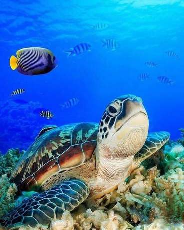 Imagen de los exteriores del Hotel sea shell resort. Foto 18