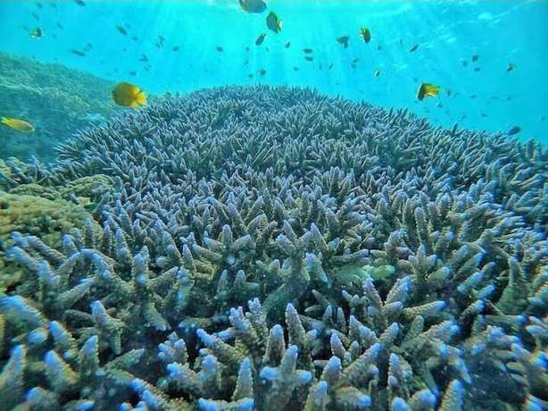 Imagen de los exteriores del Hotel sea shell resort. Foto 19