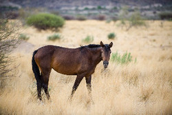 Imagen del bar/restaurante del Lodge Etusis Lodge. Foto 7