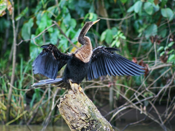 Imagen de los interiores del Lodge Manatus Hotel. Foto 18