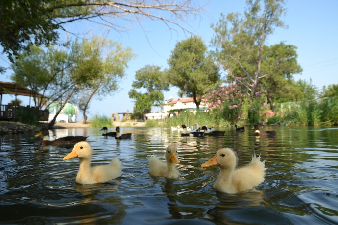 Imagen de los exteriores del Lodge Yonca, FETHIYE. Foto 9