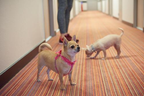 Imagen de la habitación del Motel Ace Athée Sur Cher. Foto 9