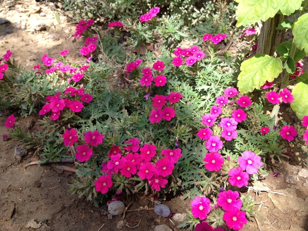 Imagen general del Motel Assos Nazan Restoran Beach. Foto 5