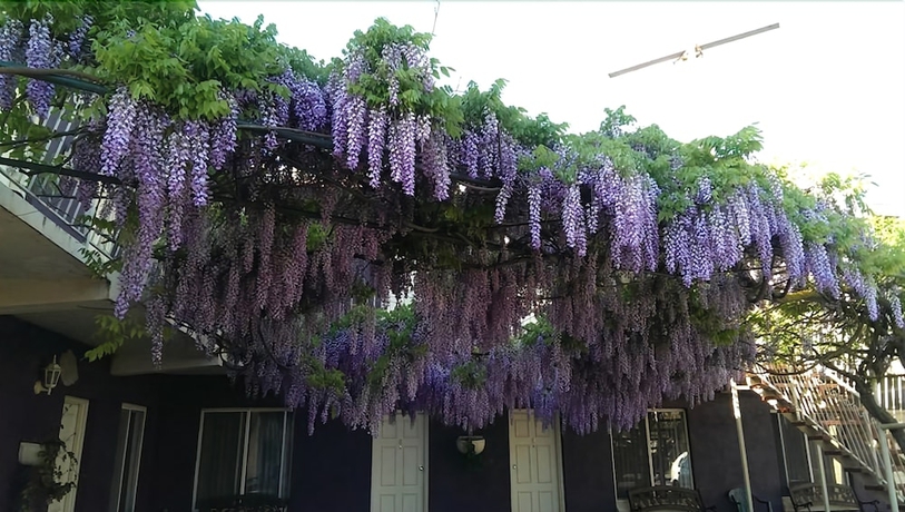 Imagen de los exteriores del Motel Barossa Gateway. Foto 14