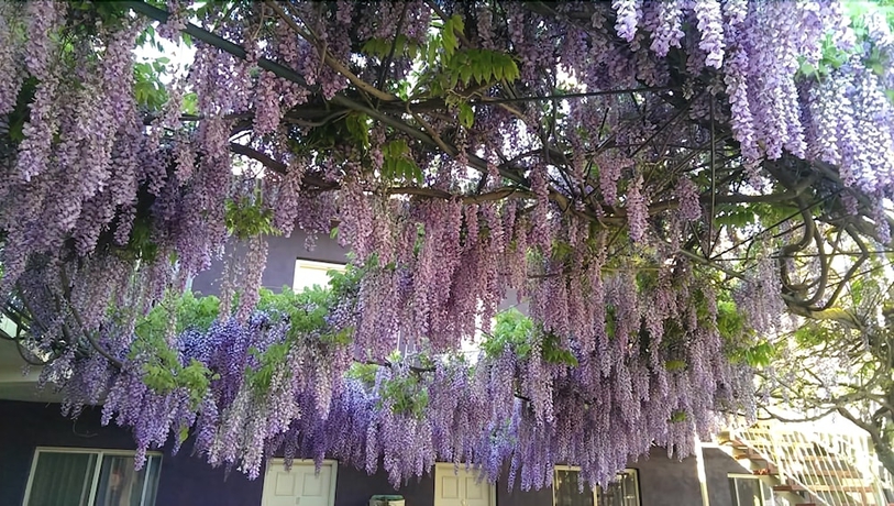 Imagen de los exteriores del Motel Barossa Gateway. Foto 15