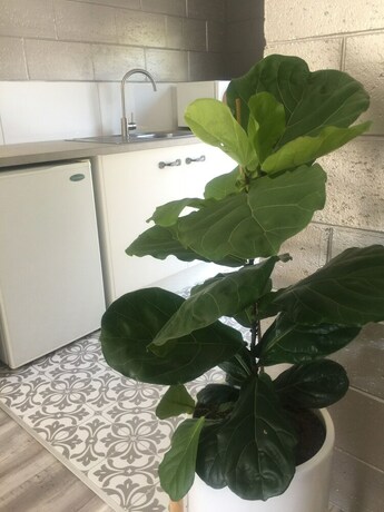 Imagen de la habitación del Motel Buderim Fiesta. Foto 14