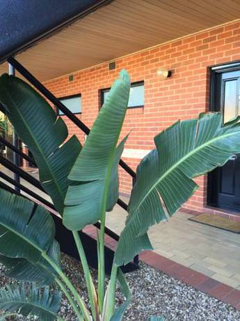 Imagen de la habitación del Motel Caledonian, Echuca. Foto 4