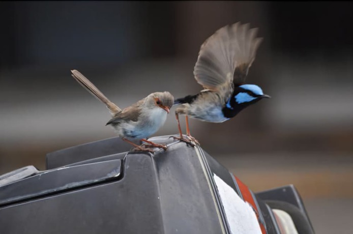 Imagen general del Motel Edgewater Ulladulla. Foto 4