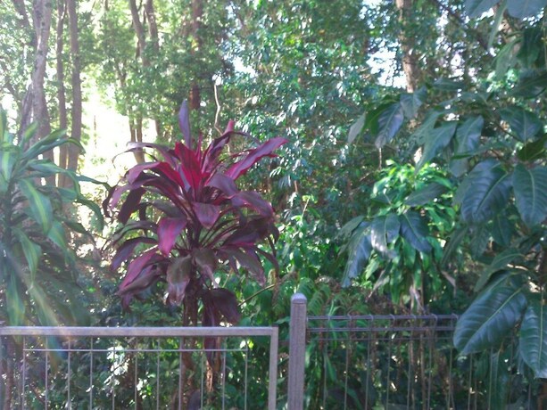 Imagen de los exteriores del Motel Gallery, Murwillumbah. Foto 40