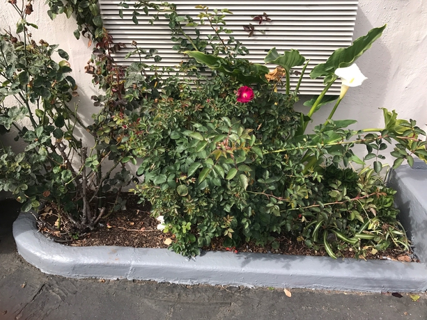 Imagen de los exteriores del Motel Geneva Daly City. Foto 16