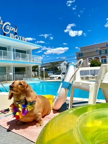 Imagen de la piscina del Motel Isle Of Capri. Foto 35