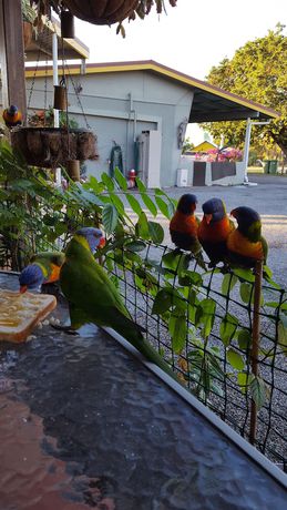 Imagen de la habitación del Motel Ocean View Bowen. Foto 10