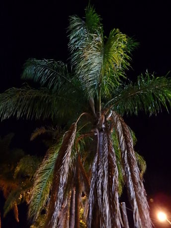 Imagen de la piscina del Motel The Palms Dubbo. Foto 16