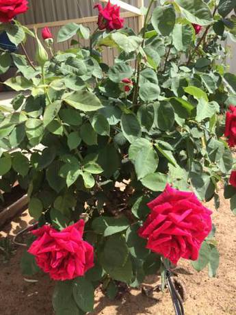 Imagen de la habitación del Motel Tumut Valley. Foto 5