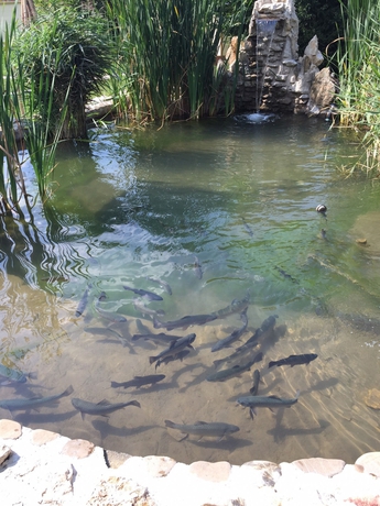 Imagen de los exteriores del Pensión 3 Stejari. Foto 12