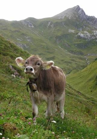 Imagen general del Pensión Astoria, Lech - Zurs . Foto 16