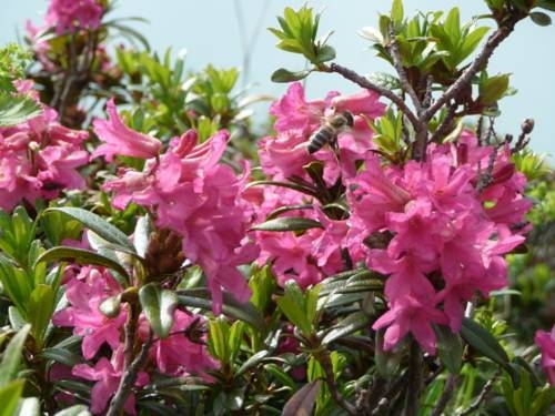 Imagen general del Pensión Astoria, Lech - Zurs . Foto 20