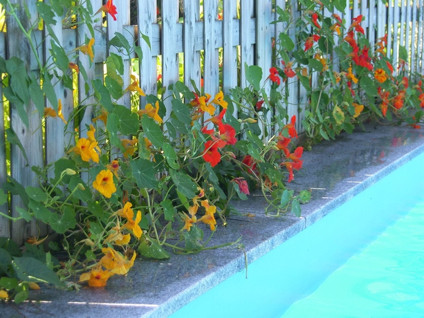 Imagen de la piscina del Pensión - Bandb Elisabeth Radstadt. Foto 15