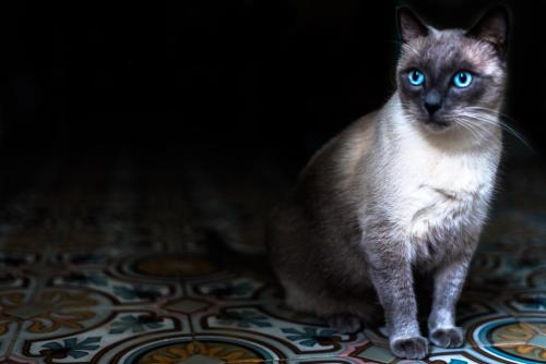 Imagen de la habitación del Pensión Bellavista, Puerto Pollensa. Foto 7