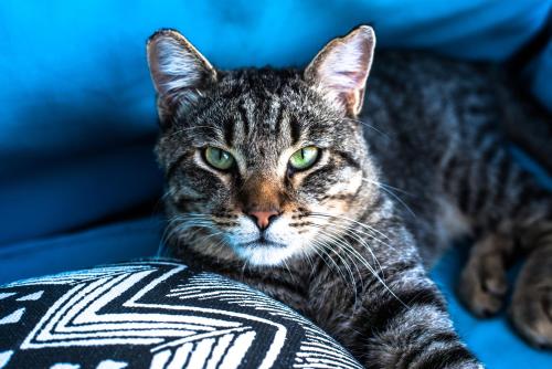 Imagen de la habitación del Pensión Bellavista, Puerto Pollensa. Foto 8
