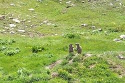 Imagen general del Pensión Bergmähder. Foto 16