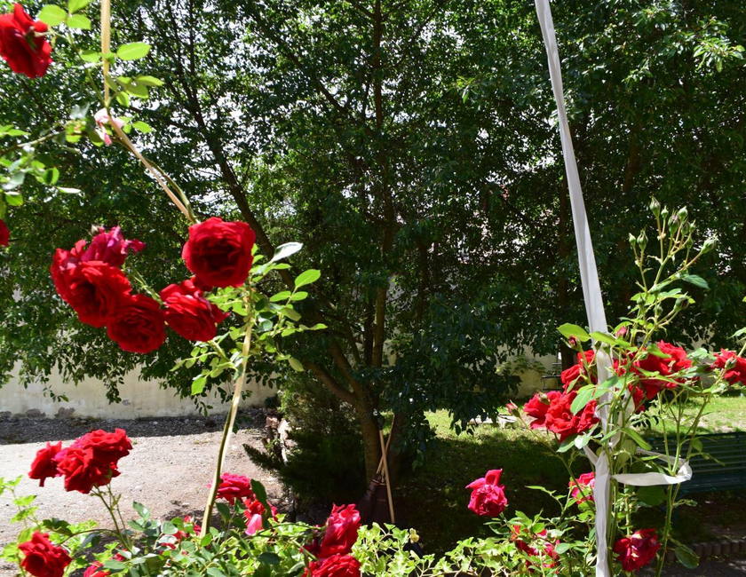 Imagen general del Pensión Greenhouse, Sibiu. Foto 10