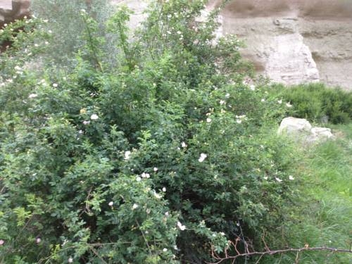 Imagen general del Pensión Kookaburra. Foto 32