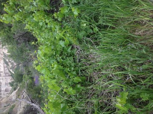 Imagen general del Pensión Kookaburra. Foto 34