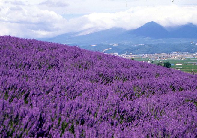 Imagen de los exteriores del Pensión Lavender, Furano. Foto 10