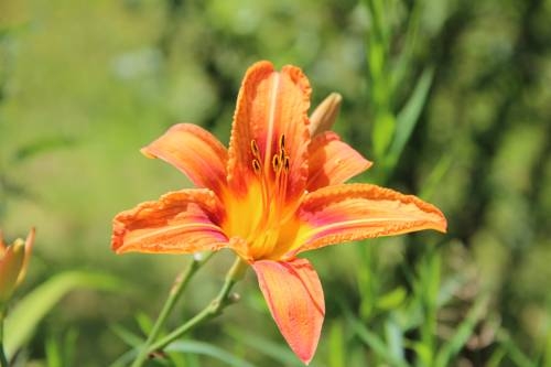 Imagen general del Pensión Nocksteinblick. Foto 7