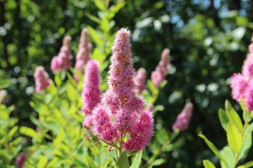 Imagen general del Pensión Nocksteinblick. Foto 8