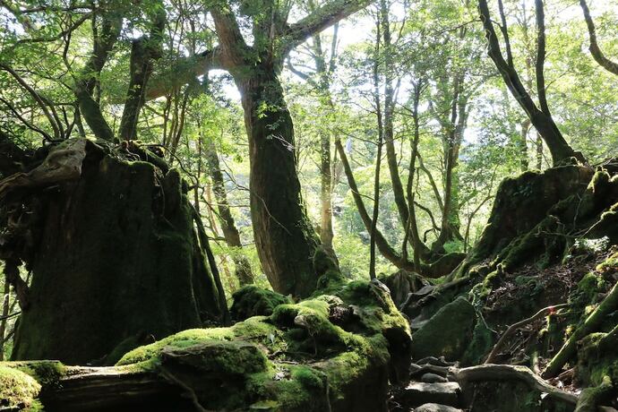 Imagen general del Pensión Pension Sea Forest. Foto 4