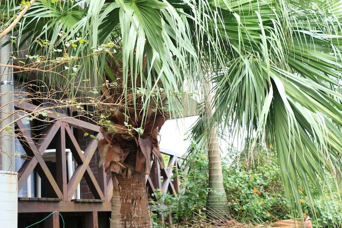 Imagen general del Pensión Pension Sea Forest. Foto 9