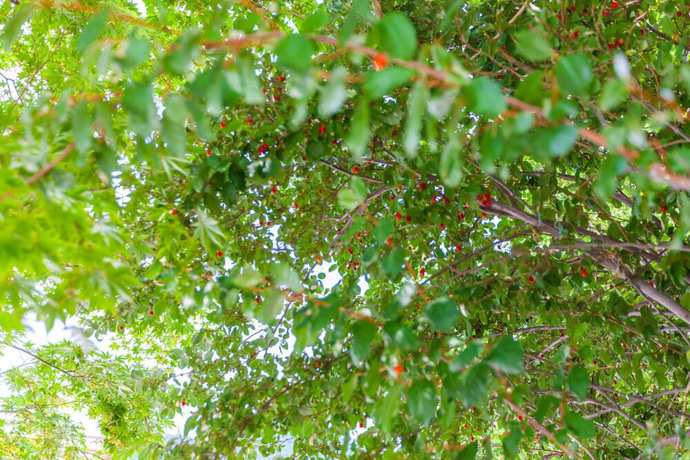 Imagen de la habitación del Pensión Sunny Hill, Gapyeong. Foto 4